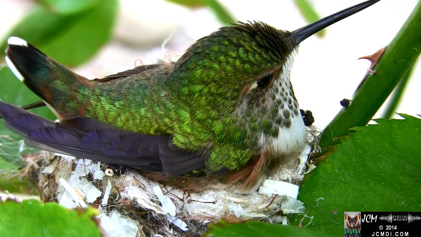 Allens Hummingbird feeding chick and throwing out bad egg 5